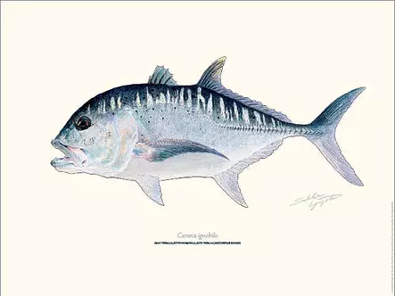 Sakke Yrjölä 30x40cm -juliste Giant Trevally GT - Tryksager - 6430048501100 - 1