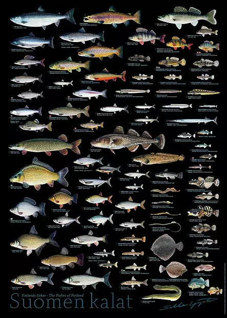 Sakke Yrjölä Juliste 50x70cm Suomen Kala - Tryksager - 6430048501759 - 1