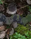 Savotta Camo scrim kit M05 woodland - Hjelme og hjelmtillbehør - 6419134205870 - 3