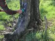 Eurohunt Pyökkiterva Sudilla 0.5l - Lokkemiddel - 4250392389160 - 3