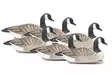 Final Approach Last Pass Floating Canada Geese 6pcs - Lokkende billeder / -diagram - 712131970000 - 1