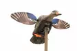 MOJO Elite Series Mini Mallard Hen - Lokkende billeder / -diagram - 816740004570 - 1