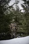 Swedteam Ridge W's Jacket - Damejagtjakker - 7330144008390 - 5