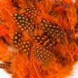 Veniard Guinea Body Feathers - Øvrige fjer - 40400400040 - 2