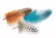 Veniard Guinea Body Feathers - Øvrige fjer - 40400400040 - 1