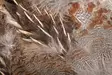 Wapsi #1 Hungarian Partridge Skin - Skind, vinger og hoved - 762820008690 - 2