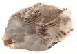 Wapsi #1 Hungarian Partridge Skin - Skind, vinger og hoved - 762820008690 - 1