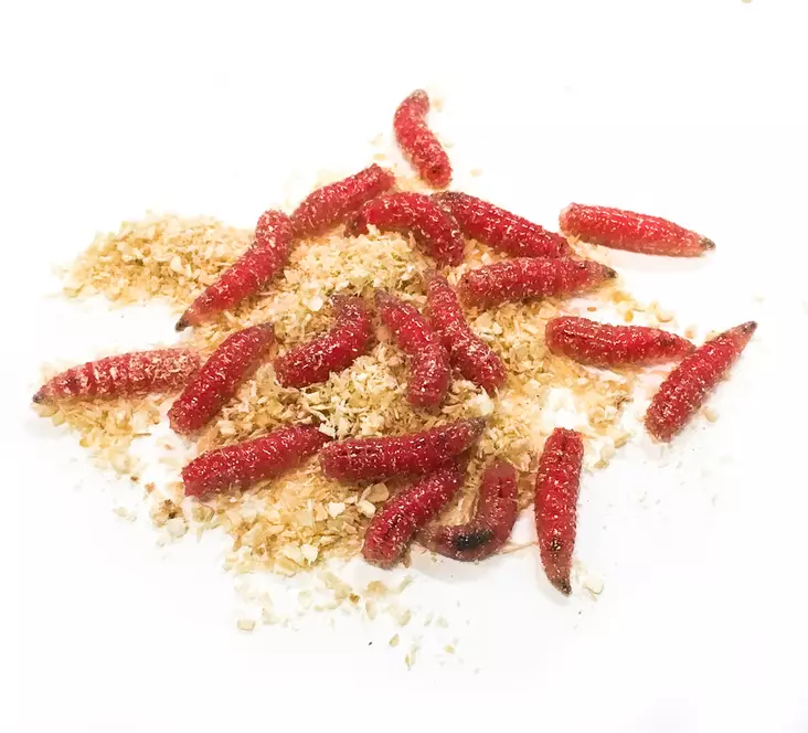 Kärpäsentoukka Punainen - Fødevarer - 7340010384640 - 1