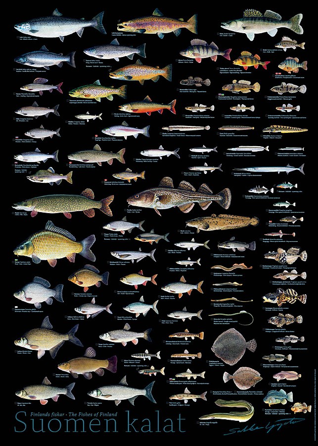 Sakke Yrjölä Juliste 50x70cm Suomen Kala - Tryksager - 6430048501759 - 1