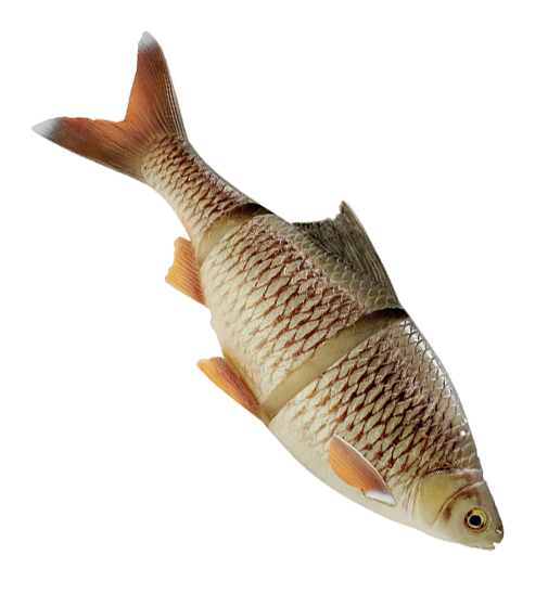 Savage Gear 4D Line Thru Roach 32cm 420g - Gummiagn til gedde - 0407202310 - 1