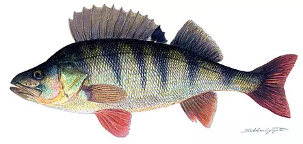 Sakke Yrjölä Kalapostikortti A65-kortti - Tryksager - 131220201 - 1