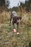 Non-stop Dogwear Protector Light Socks - Hundjakker og -veste - 7071652132121 - 7