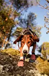 Non-stop Dogwear Protector Light Socks - Hundjakker og -veste - 7071652132121 - 4