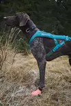 Non-stop Dogwear Protector Light Socks - Hundjakker og -veste - 7071652132121 - 5