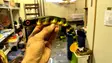 Polarbite Beta Shad - Gummiagn til gedde - 14012021 - 20