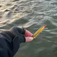 Rapala 90 Years Floater Big Naturalistic - Agnsortimenter - 022677373461 - 5