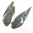 Teal Duck Wings - Skind, vinger og hoved - 5056304604685 - 1