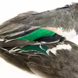 Teal Duck Wings - Skind, vinger og hoved - 5056304604685 - 2