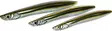 Westin Sandy Inline 24g - Havørredblink - 17340011 - 10