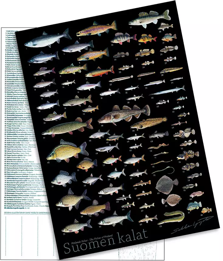 Sakke Yrjölä A4 card poster Suomen Kalat (dark background) - Tryksager - 6430048501681 - 1