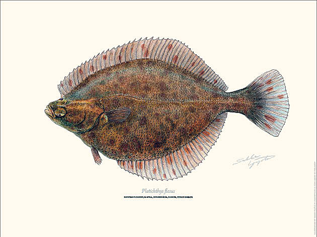 Sakke Yrjölä Juliste 30x40cm Kampela - Tryksager - 6430048501131 - 1