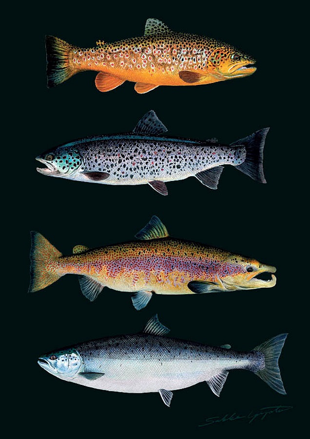 Sakke Yrjölä Lohi VS Taimen A4 -kortti - Tryksager - 6430048500721 - 1