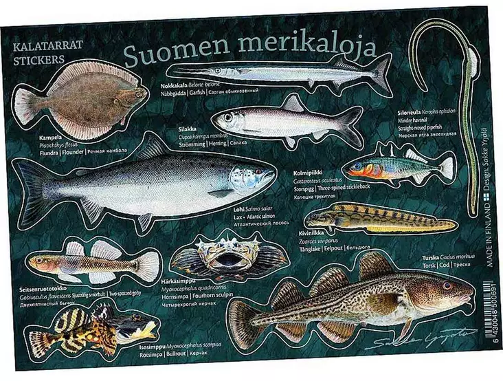Suomen merikaloja - Kalatarrat - Tryksager - 6430048500691 - 1