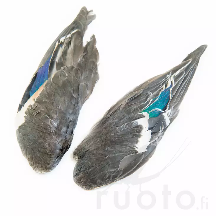 Teal Duck Wings - Skind, vinger og hoved - 5056304604685 - 1