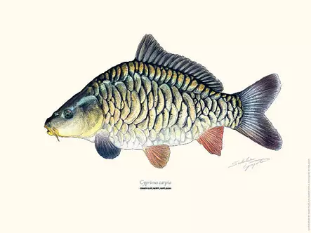 Sakke Yrjölä Juliste 30x40cm Karppi - Tryksager - 6430048501162 - 1