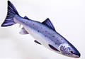 Gaby Salmo Salar 90cm - Blød fisk - 5905279175082 - 1