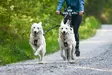 Non-stop Dogwear Touring Double 23mm - Hundesnore - 7071652016322 - 6