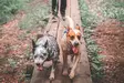 Non-stop Dogwear Touring Double 23mm - Hundesnore - 7071652016322 - 7