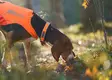 Non-stop Protector Collar #45 - Hundesnore - 7071652141512 - 2