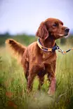 Non-stop Protector Collar #45 - Hundesnore - 7071652141512 - 3