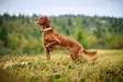 Non-stop Protector Collar #45 - Hundesnore - 7071652141512 - 5