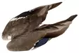 Veniard Mallard Duck Wings - Skind, vinger og hoved - 5056304601943 - 1