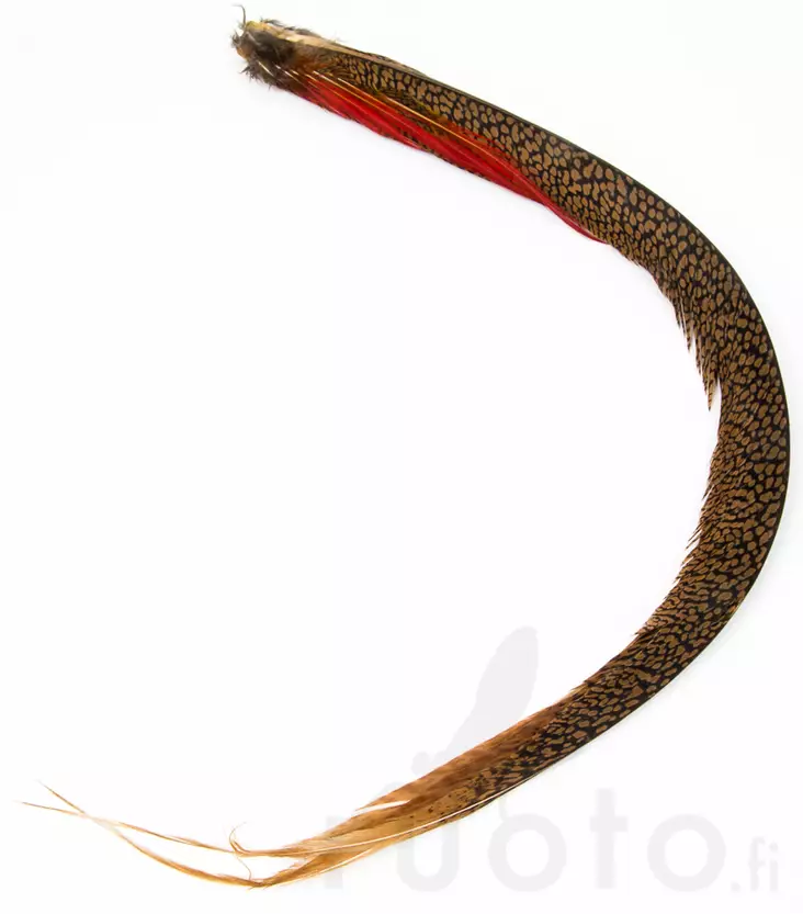 Golden Pheasant Complete Tail - Haler - 40450100022 - 2