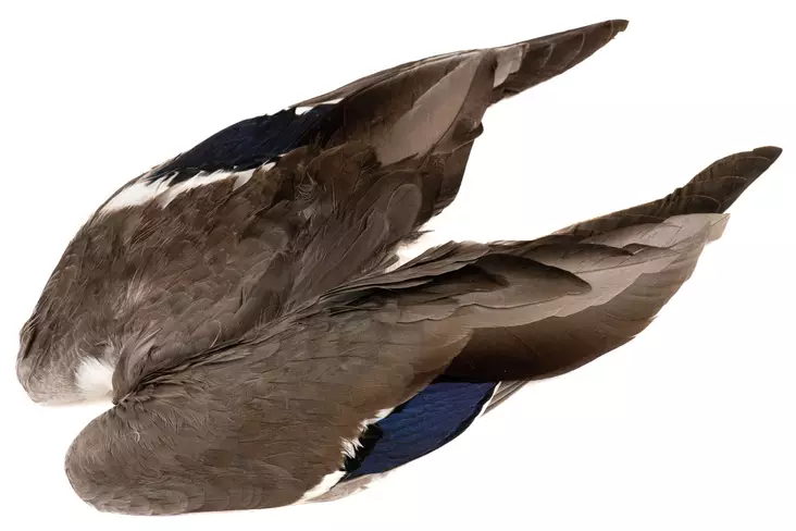 Veniard Mallard Duck Wings - Skind, vinger og hoved - 5056304601943 - 1