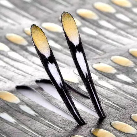 Pro Sportfisher Pro Jungle Cock - Junglehaner - 671227924693 - 2