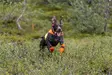 Non-stop Dogwear Protector Cover 2.0 Orange - Hundjakker og -veste - 7071652045513 - 4