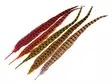 Wapsi Ringneck Tail Feathers - Haler - 404503000033 - 1