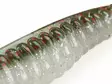 Z-Man Swimmin Trout Trick 8,7cm / 3,5" - Dropshot-jigs - 1601202223 - 5