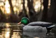 Zink Mallard Floater Decoys 6-pack - Lokkende billeder / -diagram - 888151061183 - 3