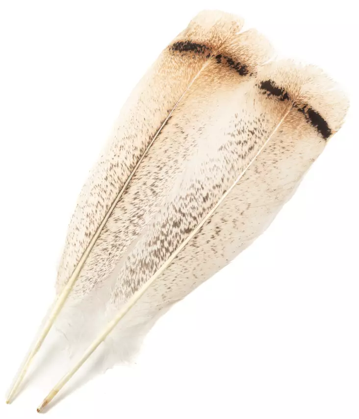 H.S.C. Turkey Tail Cream - Klassiske fjer - 6438407010423 - 1