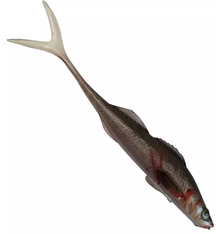 Jakki Kuha Aitokala Jigi 15cm - Lappefiskjigs - 22120251773 - 1