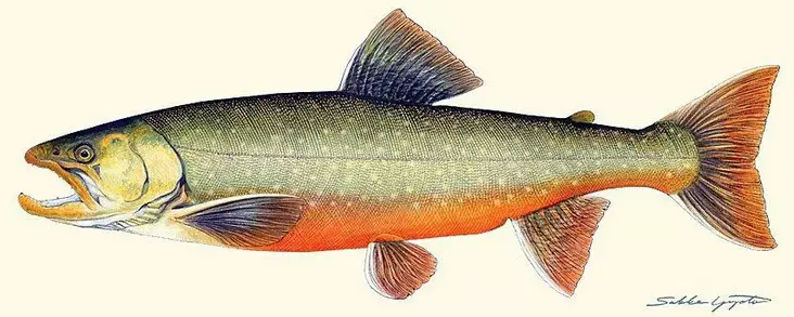 Sakke Yrjölä 50x23cm -juliste Nieriä - Tryksager - 6430048500363 - 1