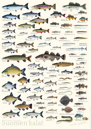 Sakke Yrjölä Juliste Suomen Kalat valkoinen tausta - Øvrigt - 6430048500448 - 2