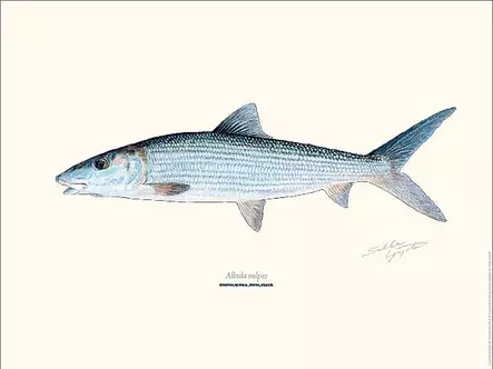 Sakke Yrjölä 30x40cm -juliste Bonefish - Tryksager - 6430048501094 - 1