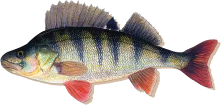 Sakke Yrjölä Kalamagneetti - Øvrigt - 456006062024 - 16