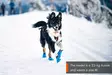 Non-stop Dogwear Long Distance Bootie - Hundjakker og -veste - 7071652013314 - 2